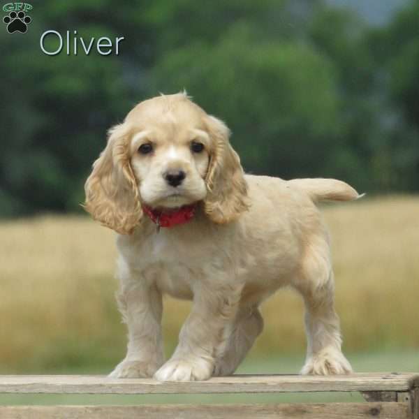 Oliver, Cocker Spaniel Puppy